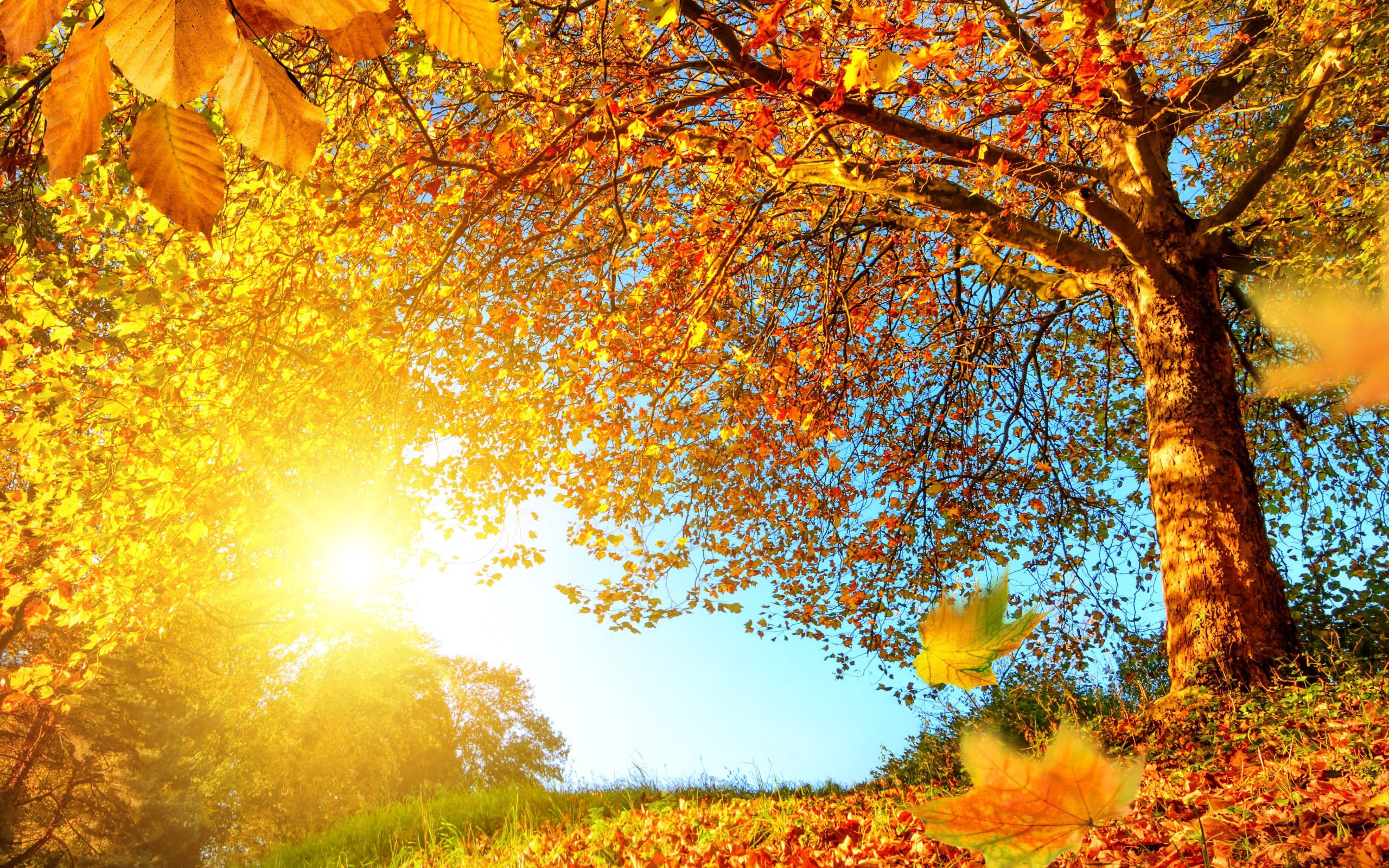 золотая осень, природа, листья, деревья, обои hd