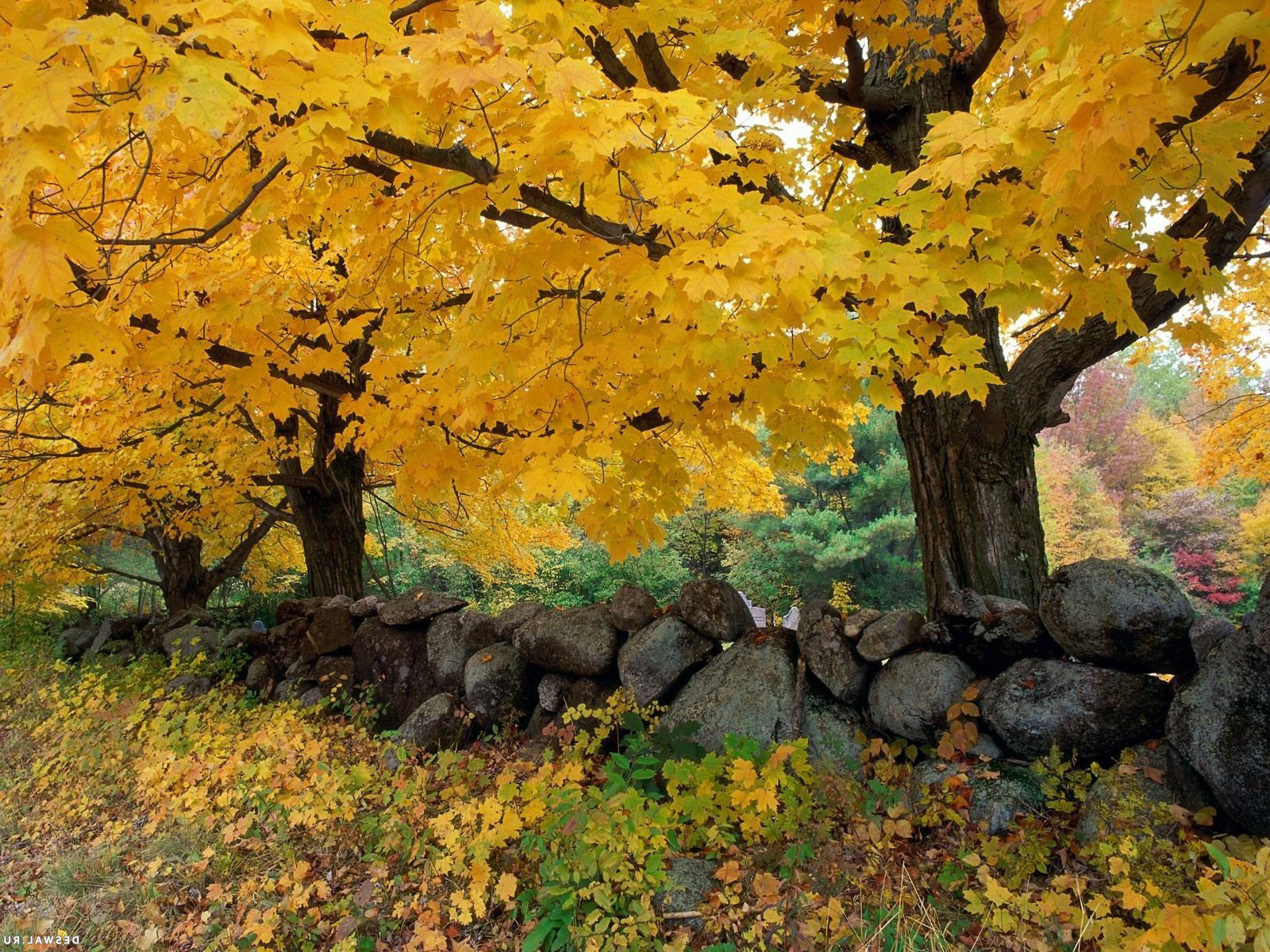Осень - Деревья с желтыми листьями