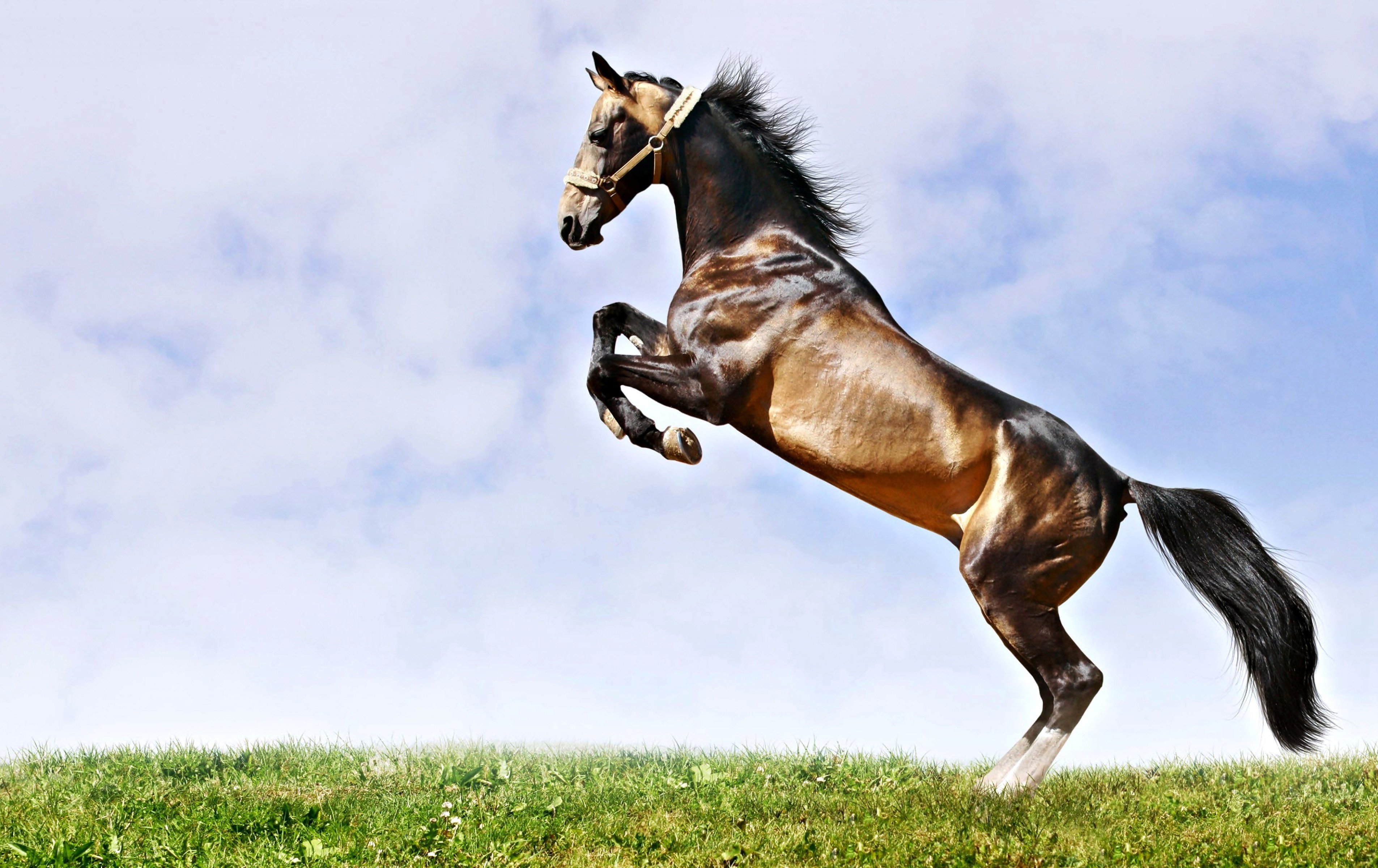 Прыжок красивой лошади на зеленой траве