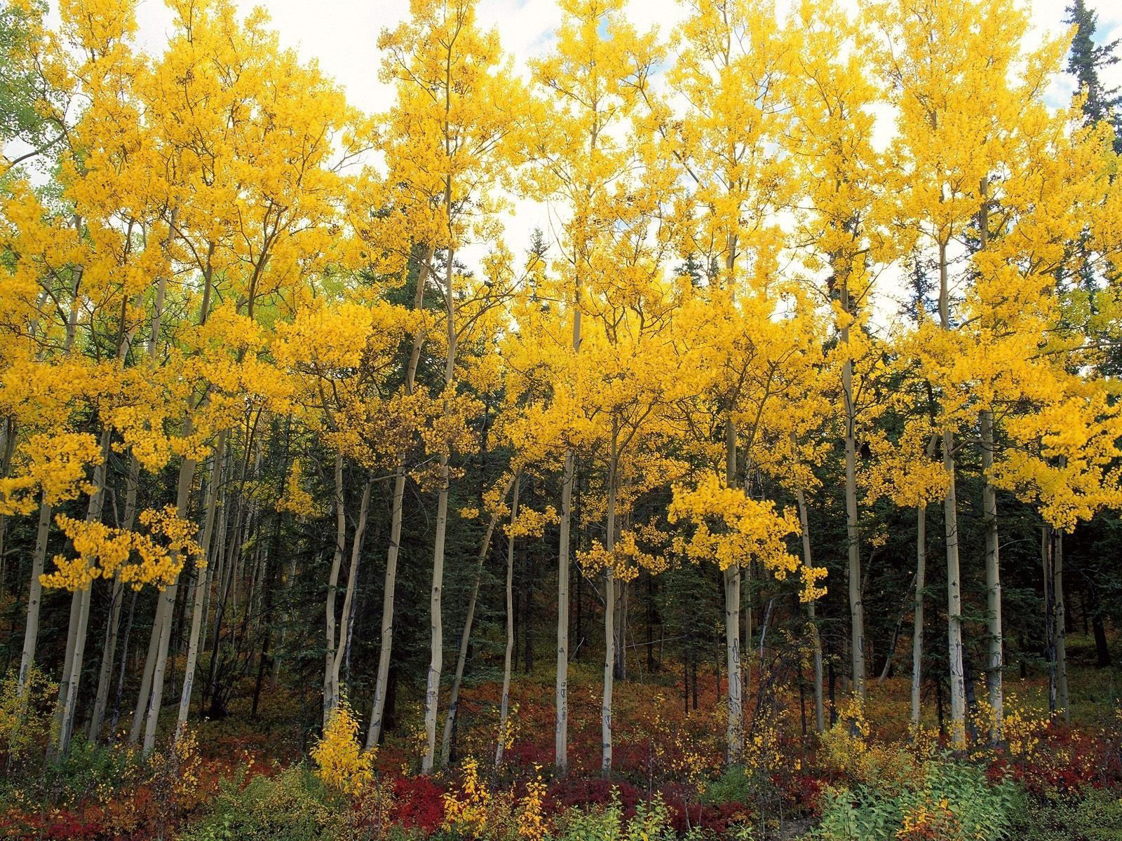 Березовый лес - Желтая листва на березах