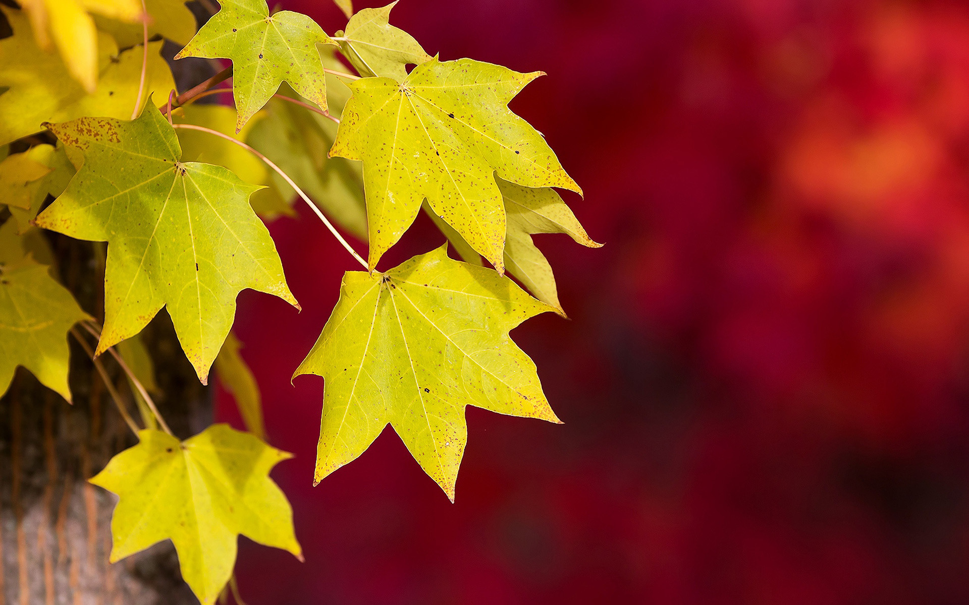 Осень обои, Желтые листья осенью