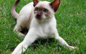 Белый сиамский кот сиамские кошки обои, животные, коты
