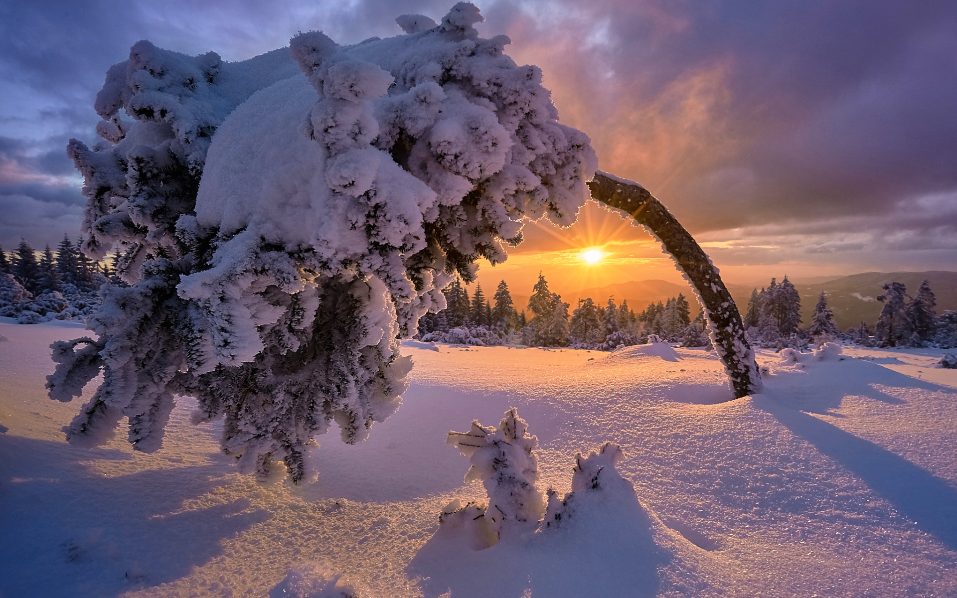 зима, снег, дерево, пейзаж, hd, snow covered tree