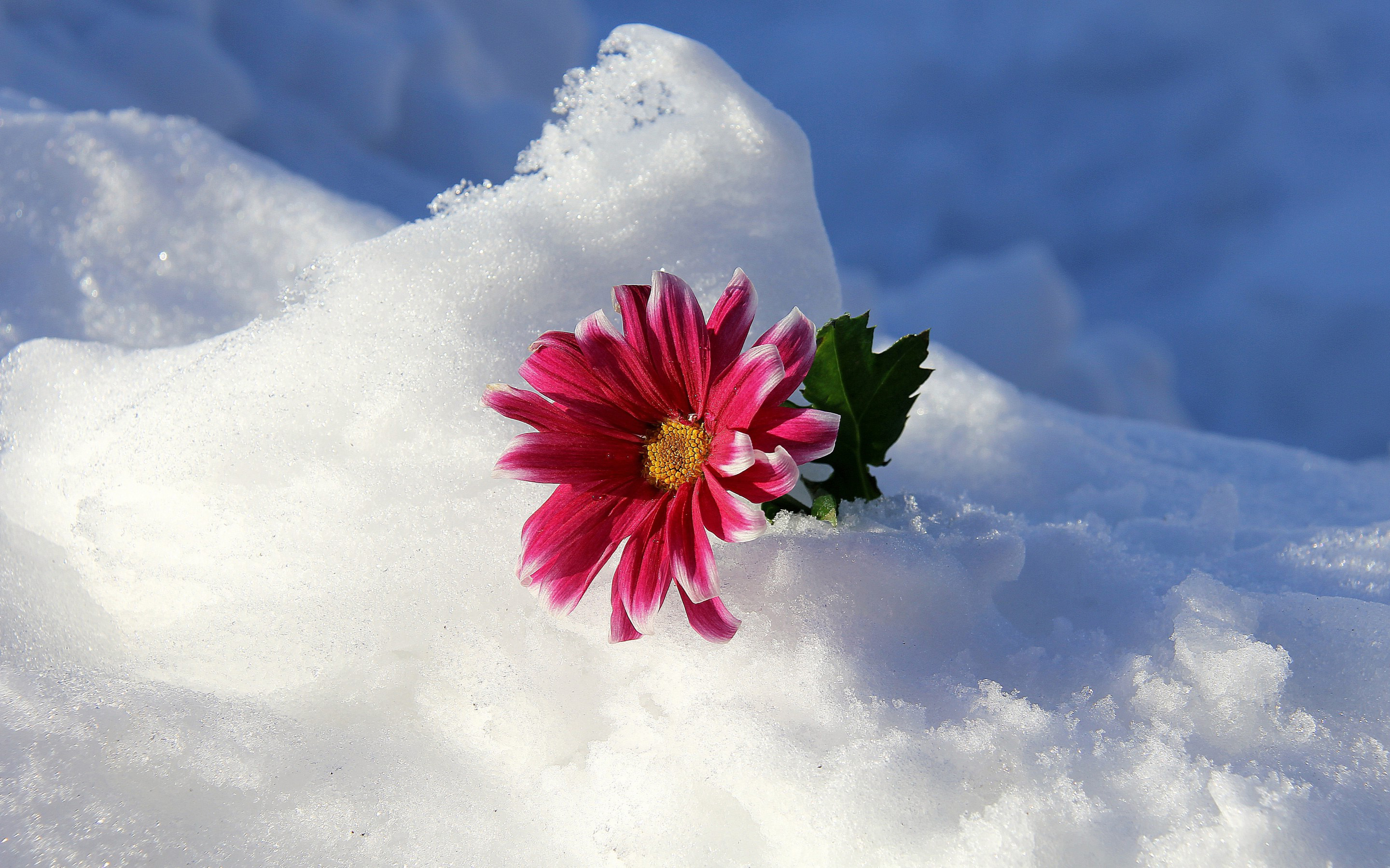 зима, снег, цветок, природа, hd обои