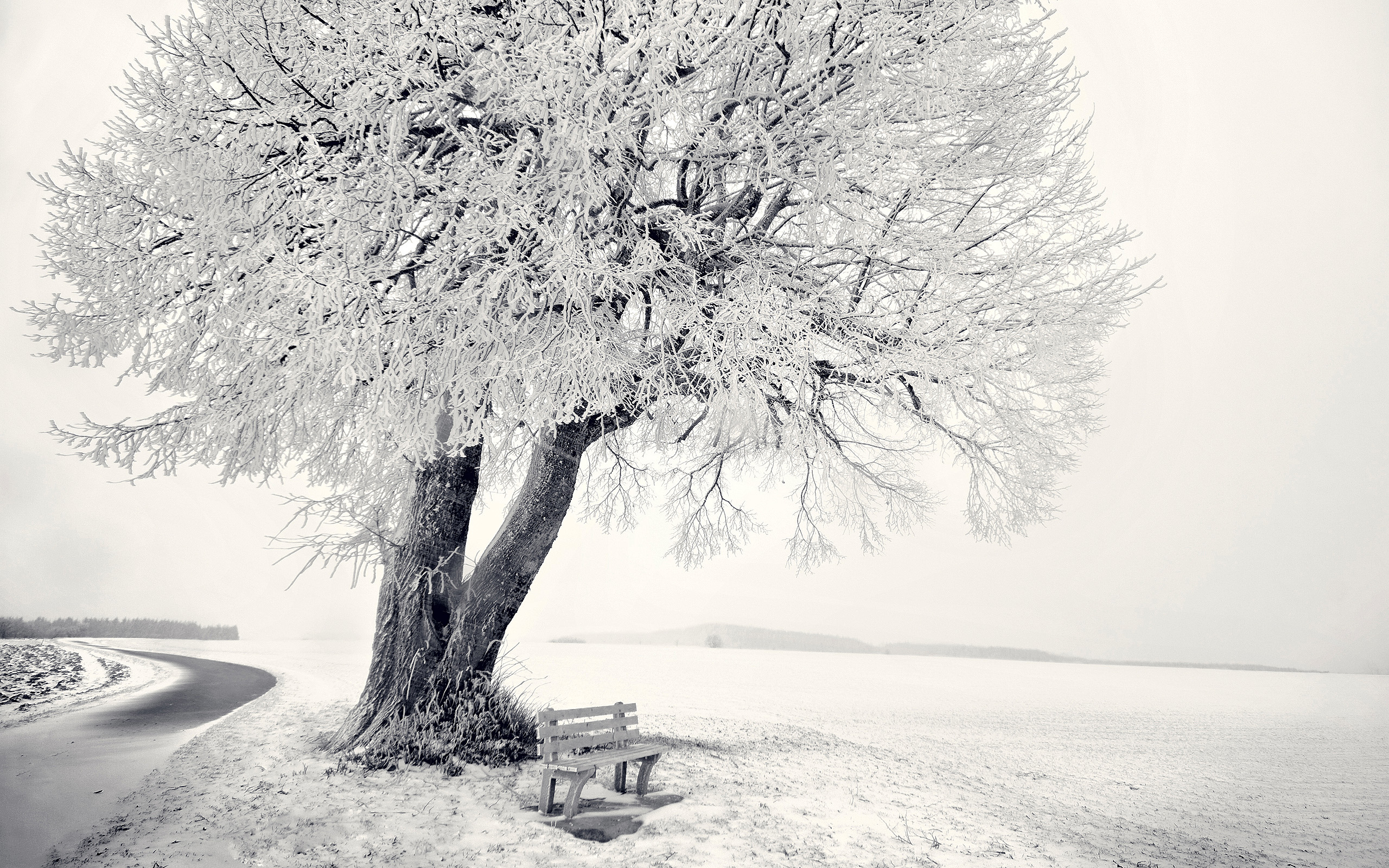 зима, снег, скамейка, дерево, мороз