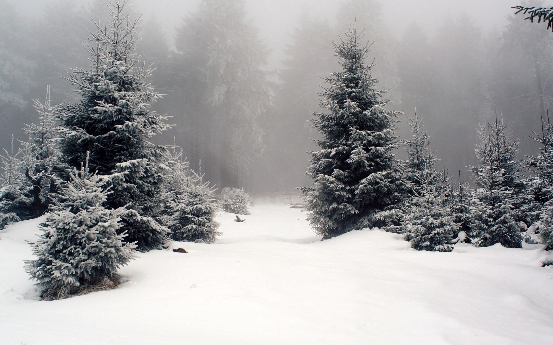 зима, снег, туман, лес, елки, обои hd природа