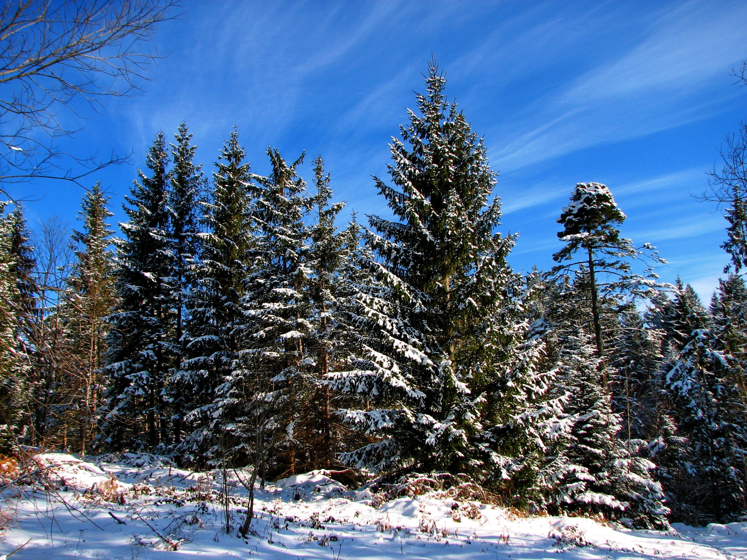 зима, снег, ели, деревья, небо, лес, обои hd