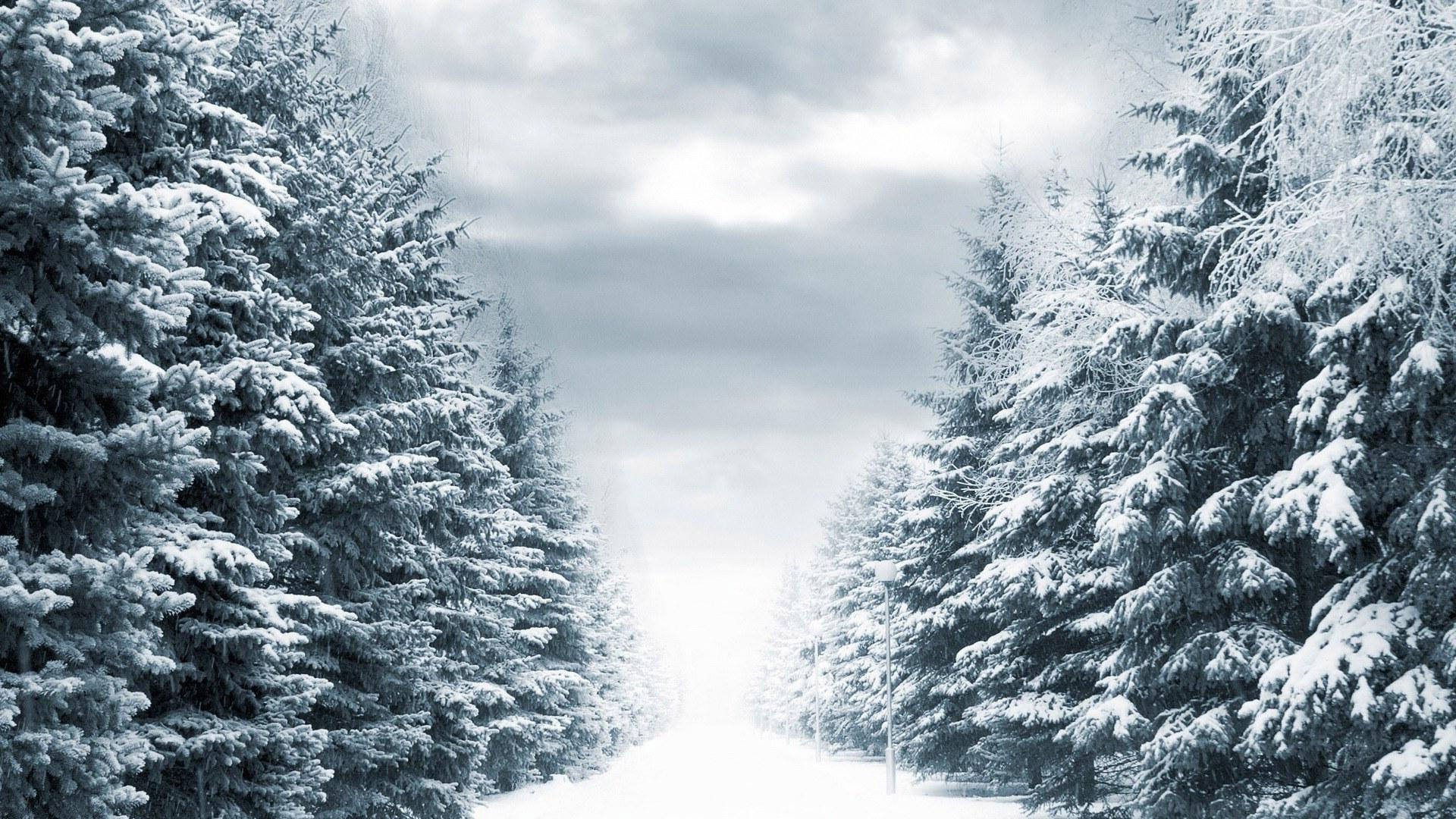 Обои зима, снег, аллея, природа, мрачно, обои full hd