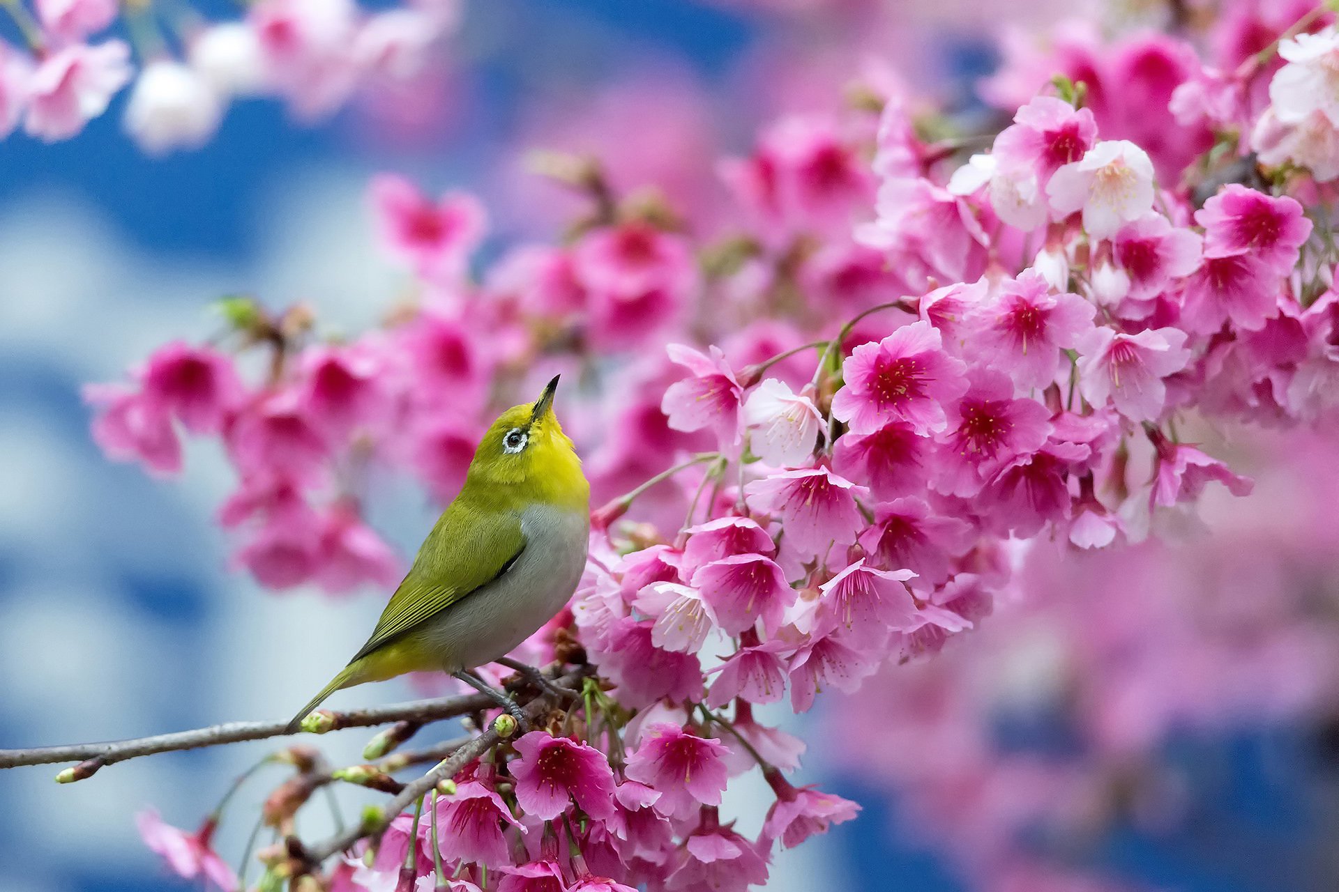 весна, вишня, ветка, цветы, красота, японская белоглазка, hd обои