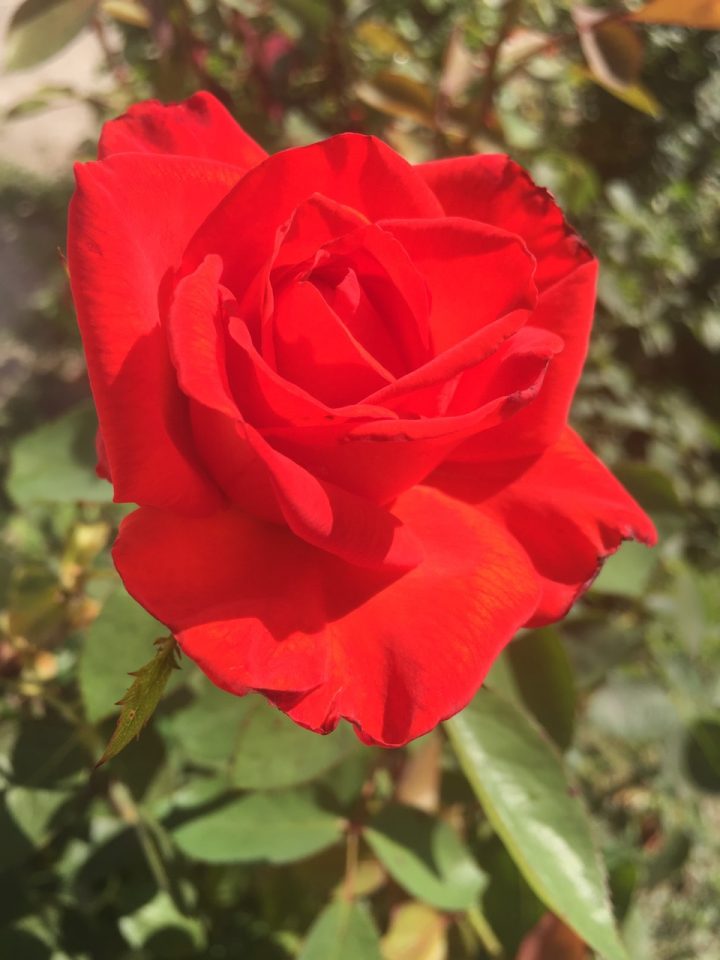 Фото Красной Розы