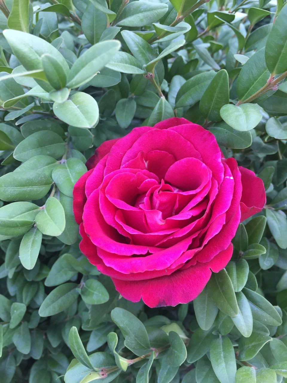 Цветок Роза для заставки на мобильный телефон
