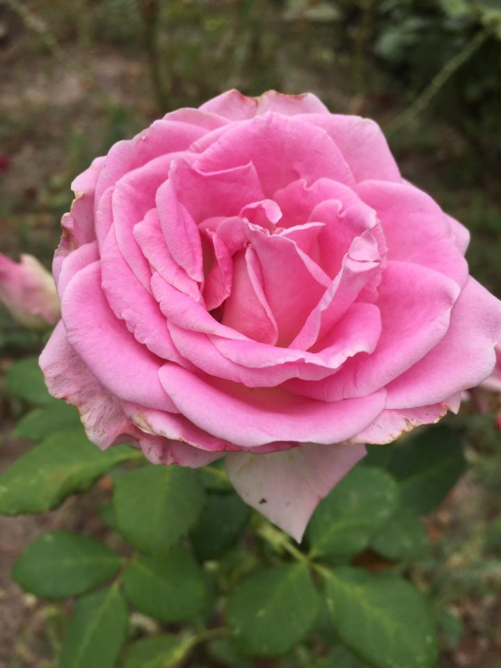 Розовая роза фото