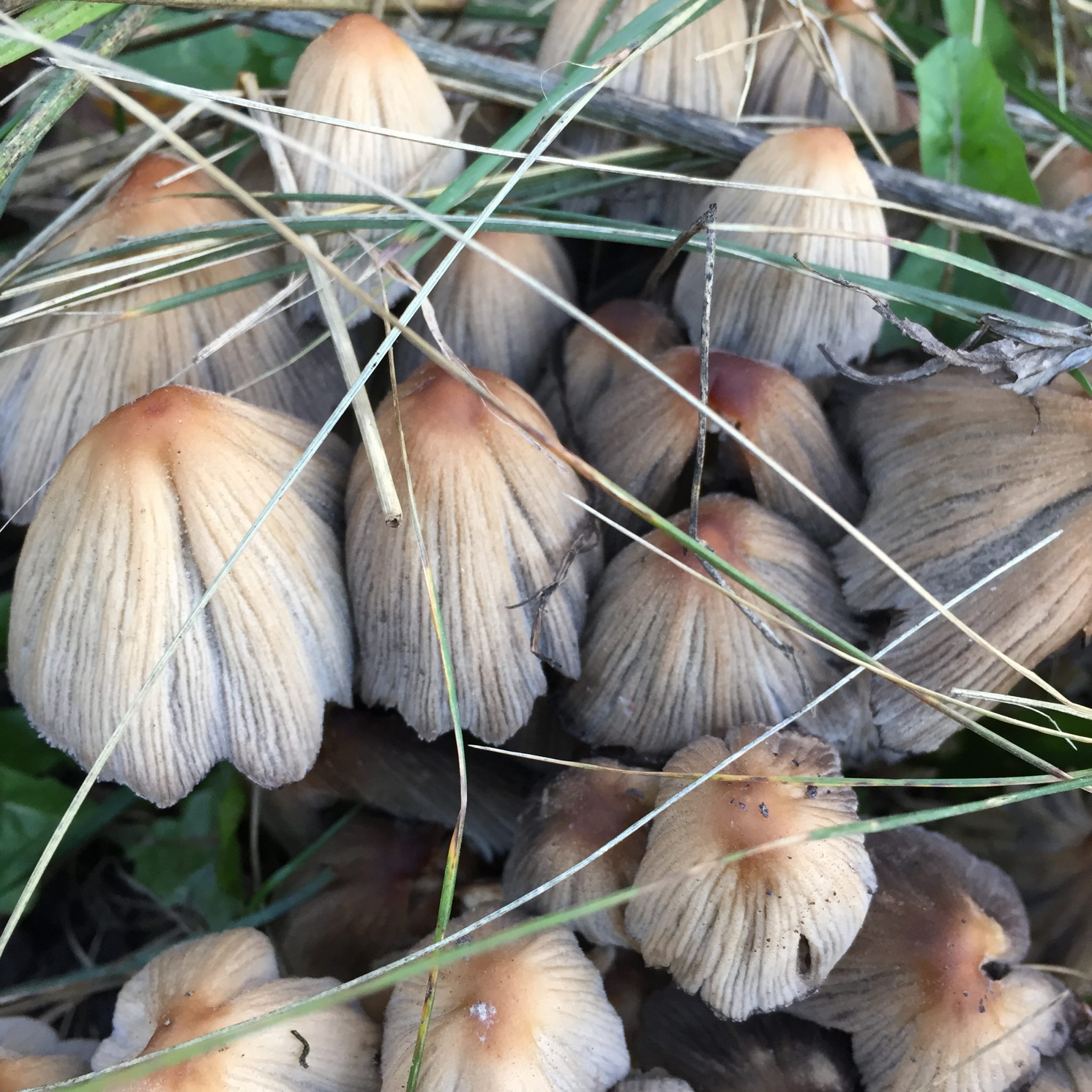 Поганки грибы Северная Осетия