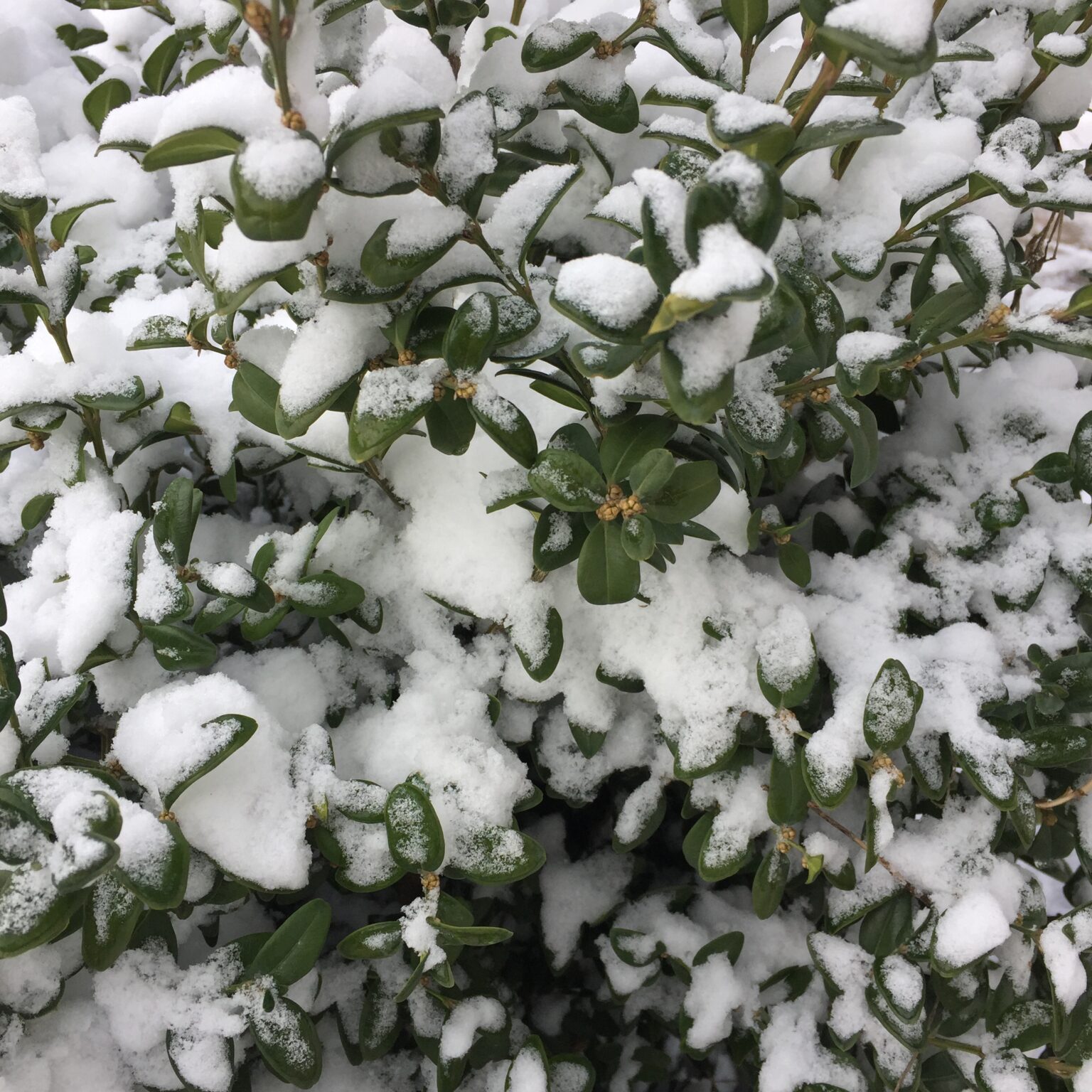 Самшит вечнозеленый зимой фото