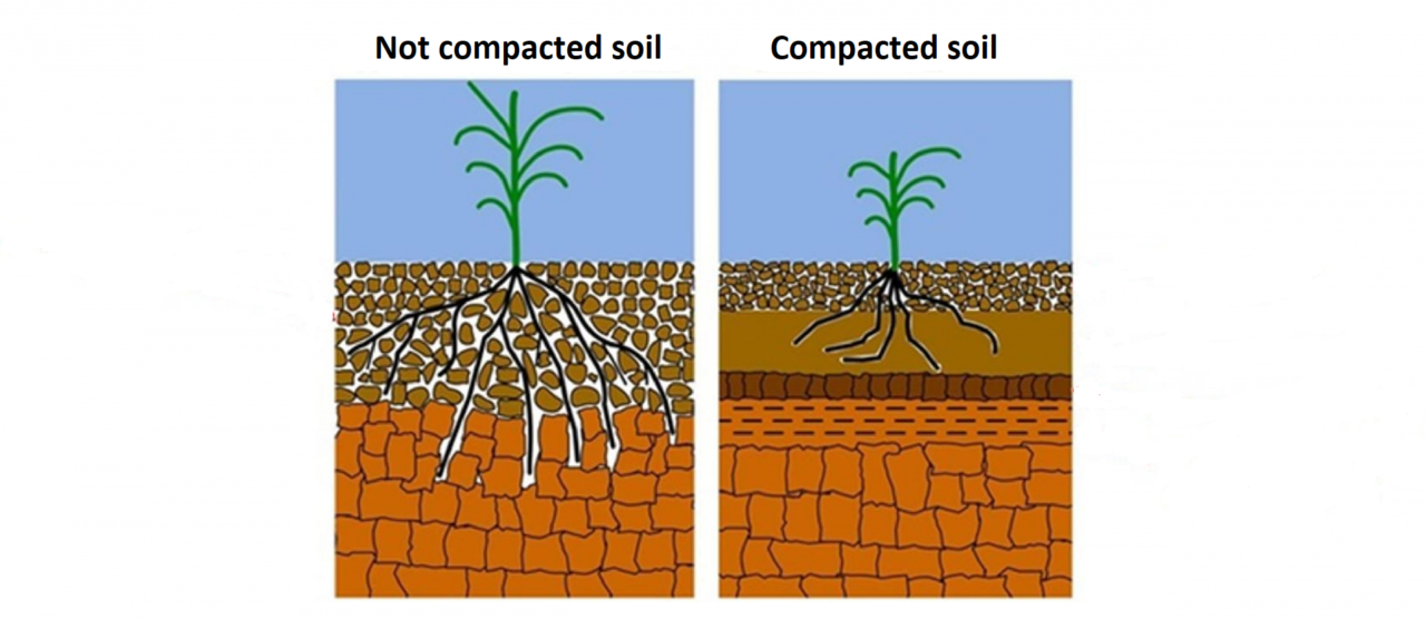 compacted and non-compacted soil